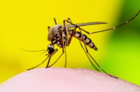 Saiba qual é o único país do mundo onde mosquitos não existem e por quê