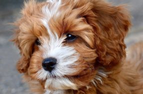 Cavoodle: especialista faz alerta sobre raça de cães