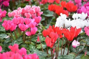 Cyclamen é a planta ideal para deixar sua casa mais acolhedora: saiba como cultivar