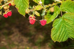 Não precisam de muito sol! 4 árvores frutíferas que podem ser plantadas dentro de casa