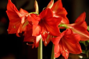 Aprenda a cultivar Amaryllis, planta ideal para a sua decoração de Natal