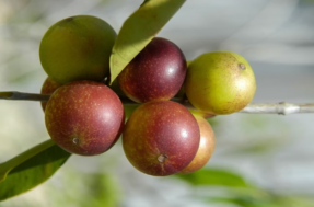 Nem laranja nem limão: outra fruta é campeã absoluta quando o assunto é vitamina C