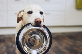 Você pode estar alimentando seu cão do jeito errado: veja horários e frequência ideais