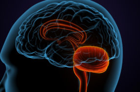 Uma nova função cerebral acaba de ser descoberta por cientistas