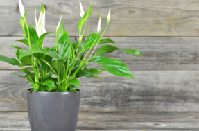 Indispensáveis para casa e escritório, estas 4 plantas purificam o ar naturalmente