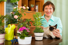 Plantas tóxicas para animais de estimação: veja agora quais evitar em casa