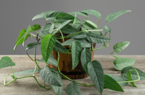 6 plantas de sombra que deixam sua casa linda mesmo sem sol