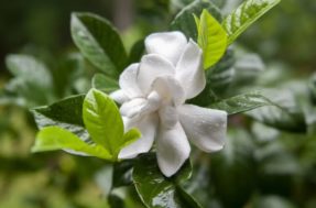 Reproduza gardênias em casa sem gastar nada: guia prático