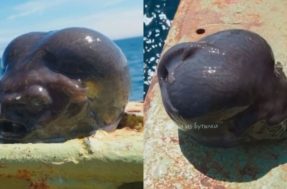 Criatura bizarra é encontrada a 1.700 metros de profundidade