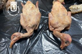 Vendendo pombo como pato: restaurante é fechado após ESCÂNDALO de insalubridade