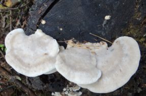 Cogumelo raro é dono do gosto mais amargo já registrado, descobre estudo