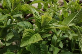 Segredo natural para afastar pragas urbanas é cheio de benefícios e de cultivo fácil