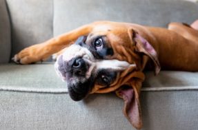 A verdade que parte o coração: 5 raças de cães que veterinários não recomendam adotar