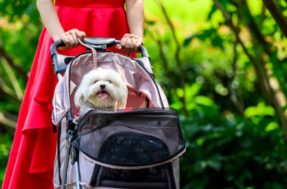 Menos bebês, mais pets: por que mais pessoas estão escolhendo cães em vez de filhos?