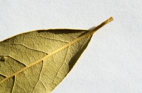 Quem aprende a usar essa ‘folhinha’ em casa NÃO sabe mais o que é ficar sem dinheiro