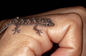 Sua casa está cheia de lagartixas? Calma, motivo pode ser bom
