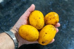 Como cultivar a fruta poderosa que fortalece a imunidade e acaba com o estresse