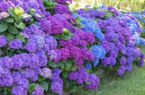 As 3 plantas que jardineiros experientes usam para ter flores o ano todo