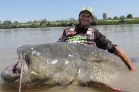 Bagre gigante capturado na Itália bate recorde mundial e tem final feliz