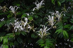 Planta que ajuda a controlar o diabetes pode estar na sua casa agora