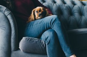 Seu pet está diferente com você? Pode ser puro ciúmes