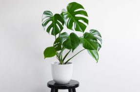 Fáceis, resistentes e lindas: 5 plantas perfeitas para quem tem pouco tempo