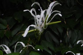 Pata-de-vaca: o segredo natural que pode ajudar no controle da glicose e como cultivá-la em casa