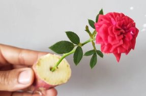 Plantar roseira na batata: essa dica de jardinagem vai te deixar de queixo caído