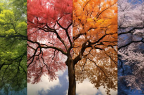 As plantas que marcam cada estação e o que elas revelam sobre a natureza