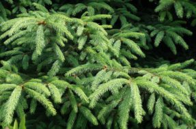 Cientistas ficam chocados: folhas DESTA árvore escondem ouro em nanopartículas