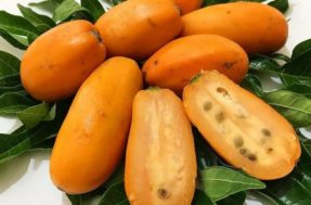 Você nunca mais vai provar: 5 frutas extintas ou à beira da extinção