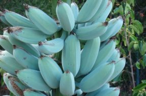 Banana azul: fruta que parece ter saído de um conto de fadas está conquistando o mundo inteiro