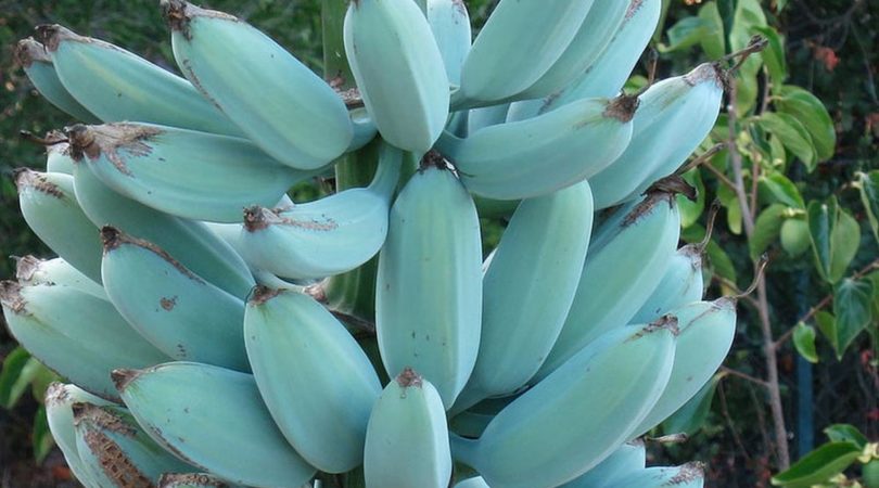 Banana azul: fruta que parece ter saído de um conto de fadas está conquistando o mundo inteiro