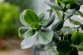 Clúsia é brasileira! Essa planta poderosa está em todos os jardins de luxo
