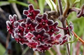 Essa flor negra existe de verdade e é uma das mais lindas que você vai ver hoje