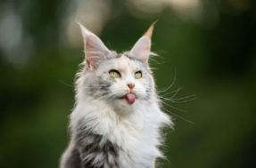 Seu mês de nascimento revela qual gato seria você; prepare-se para se surpreender