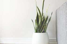 Espada-de-são-jorge não é só uma planta decorativa — veja os benefícios ocultos