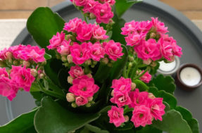 Ímãs de dinheiro! 3 plantas simples que todo mundo deveria ter para atrair prosperidade