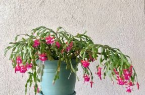 Seu cantinho é escuro? Estas 3 plantas crescem melhor na sombra