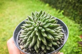 Jade chinês sem mistério: como cuidar desta suculenta que todo mundo quer ter em casa