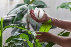 Seu lírio-da-paz está ‘morrendo’? Este truque em 3 passos é capaz de savá-lo
