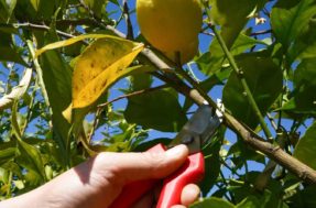 Essa é a poda que faz seu limoeiro explodir de frutos; veja o passo a passo