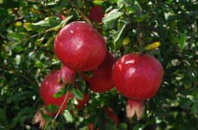 Sombra, frutos deliciosos e solo protegido: a árvore dos sonhos de qualquer jardineiro