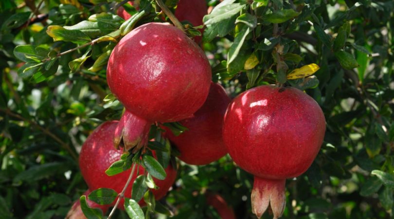 Sombra, frutos deliciosos e solo protegido: a árvore dos sonhos de qualquer jardineiro