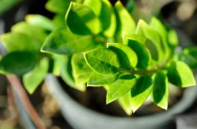 Coloque uma zamioculca em casa e veja o que acontece em poucos dias