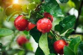 Sombra, fruta e chá: árvore vira queridinha nos quintais e motivos não faltam