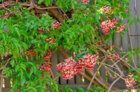 Nada de tempo ruim! Essa planta pouco conhecida deixa qualquer varanda incrível o ano inteiro