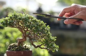 Rainhas do azar! 5 plantas ‘lindas, mas perigosas’ para a energia do seu lar