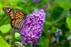 Esta planta atrai borboletas como se fosse um ímã e você quase não precisa regar