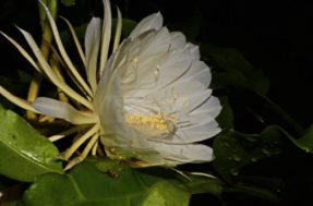 Dama-da-noite: como plantar a flor que transforma qualquer quintal em um oásis perfumado